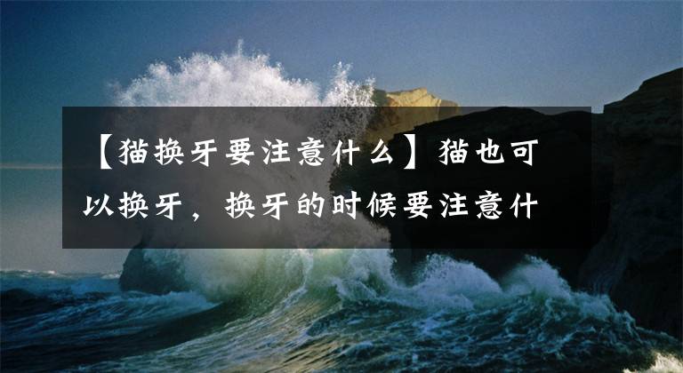 【猫换牙要注意什么】猫也可以换牙，换牙的时候要注意什么？文章配图