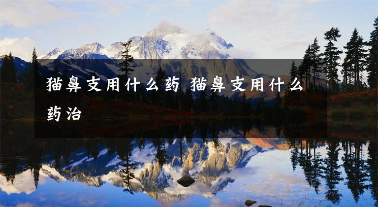 猫鼻支用什么药 猫鼻支用什么药治文章配图