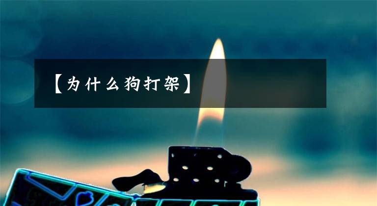 【为什么狗打架】文章配图