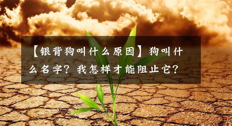 【银背狗叫什么原因】狗叫什么名字？我怎样才能阻止它？只有了解问题的原因，才能解决问题的根源文章配图