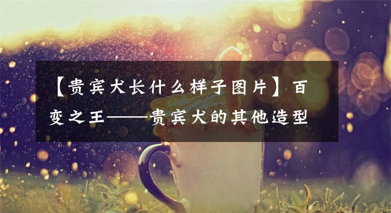 【贵宾犬长什么样子图片】百变之王——贵宾犬的其他造型，你最喜欢哪个？文章配图