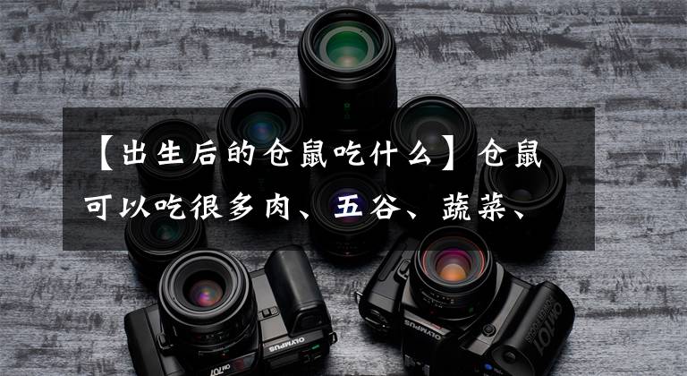 【出生后的仓鼠吃什么】仓鼠可以吃很多肉、五谷、蔬菜、水果等，仓鼠可以吃草莓吗？文章配图