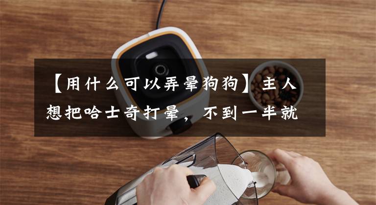 【用什么可以弄晕狗狗】主人想把哈士奇打晕，不到一半就先倒下了，以下反应出人意料文章配图