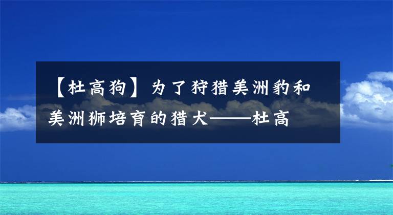 【杜高狗】为了狩猎美洲豹和美洲狮培育的猎犬——杜高