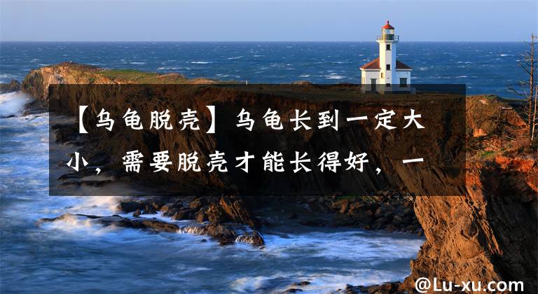 【乌龟脱壳】乌龟长到一定大小，需要脱壳才能长得好，一定要注意3个要点