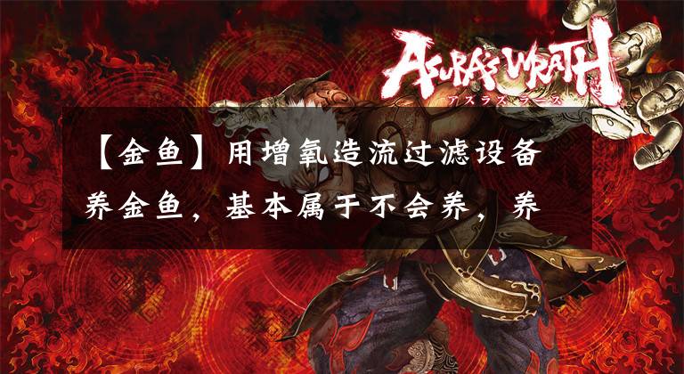 【金鱼】用增氧造流过滤设备养金鱼，基本属于不会养，养好金鱼核心在水流文章配图