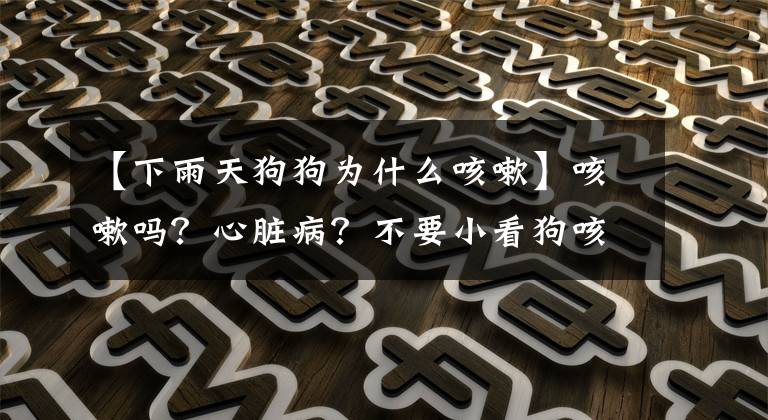 【下雨天狗狗为什么咳嗽】咳嗽吗？心脏病？不要小看狗咳嗽的原因！文章配图