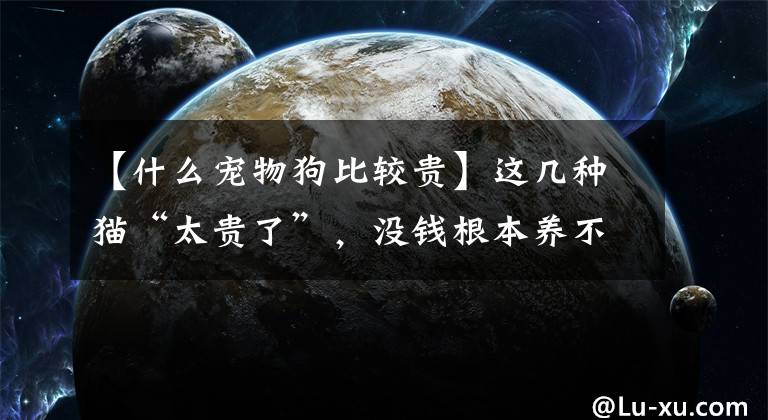 【什么宠物狗比较贵】这几种猫“太贵了”，没钱根本养不起，能养的都不是普通人。文章配图