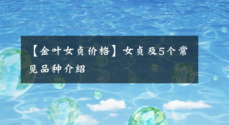 【金叶女贞价格】女贞及5个常见品种介绍