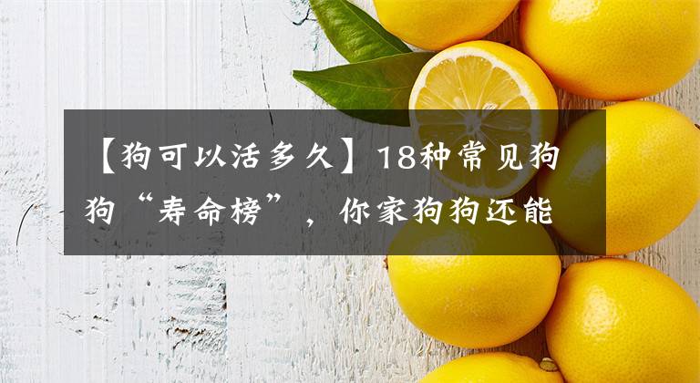 【狗可以活多久】18种常见狗狗“寿命榜”，你家狗狗还能活多久，陪你走过开心时光