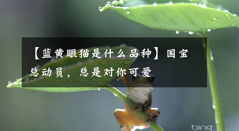 【蓝黄眼猫是什么品种】国宝总动员，总是对你可爱文章配图