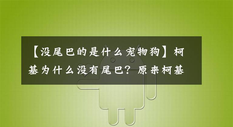 【没尾巴的是什么宠物狗】柯基为什么没有尾巴？原来柯基有三个品种，看看柯基的“小秘密”。文章配图