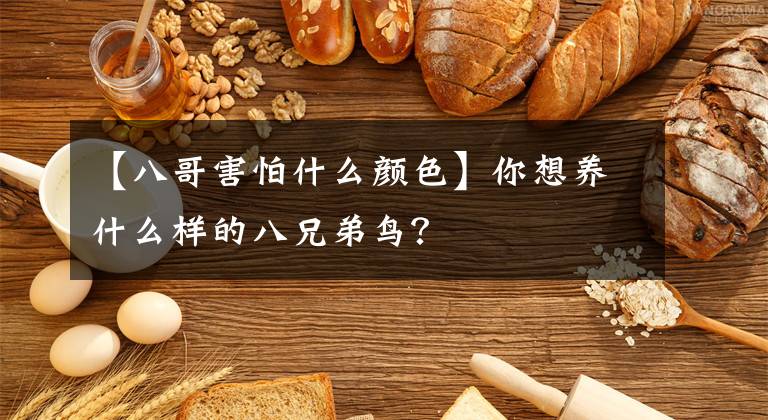 【八哥害怕什么颜色】你想养什么样的八兄弟鸟？文章配图