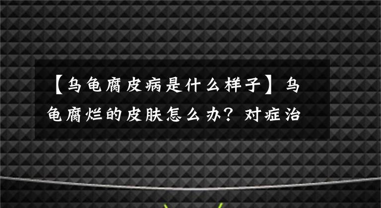 【乌龟腐皮病是什么样子】乌龟腐烂的皮肤怎么办？对症治疗很重要文章配图
