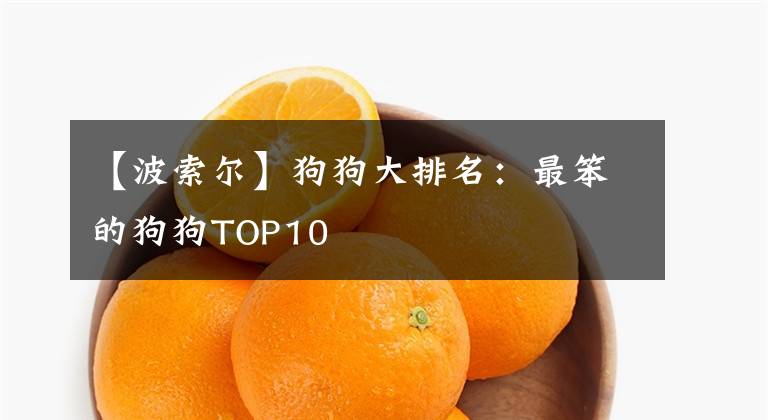 【波索尔】狗狗大排名：最笨的狗狗TOP10