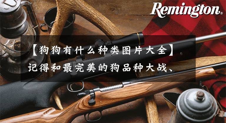 【狗狗有什么种类图片大全】记得和最完美的狗品种大战、照片一起收藏文章配图