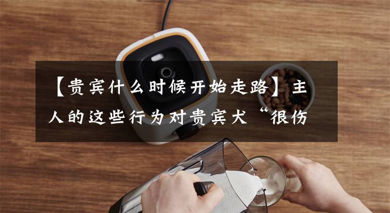 【贵宾什么时候开始走路】主人的这些行为对贵宾犬“很伤害”，不要让它为你的错误买单。文章配图