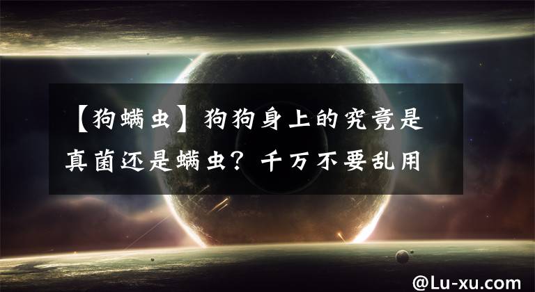 【狗螨虫】狗狗身上的究竟是真菌还是螨虫？千万不要乱用药！