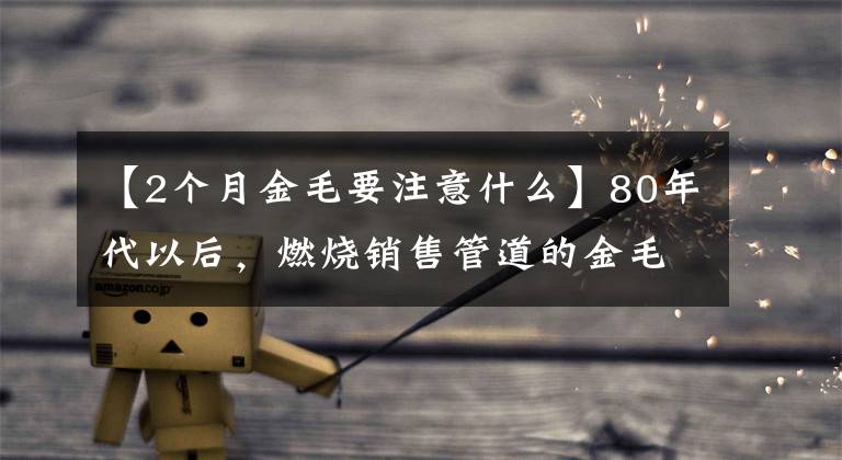 【2个月金毛要注意什么】80年代以后，燃烧销售管道的金毛幼犬的冷知识、6号6号问答、分发给爱狗人士文章配图