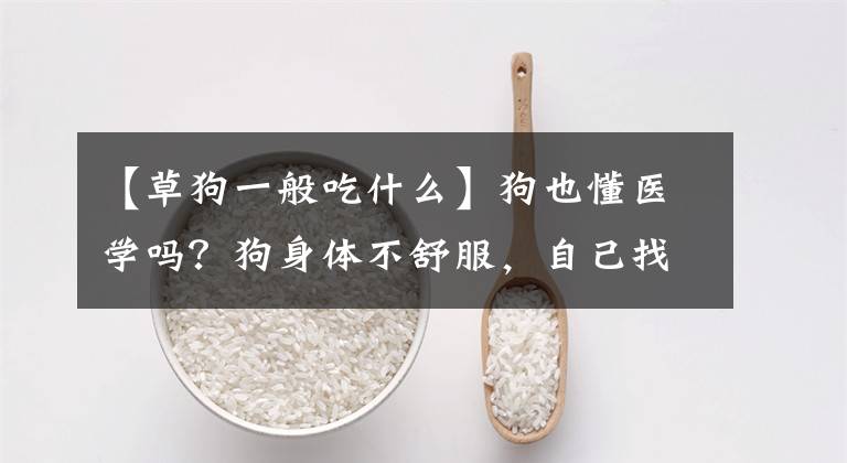 【草狗一般吃什么】狗也懂医学吗？狗身体不舒服，自己找药草治疗文章配图