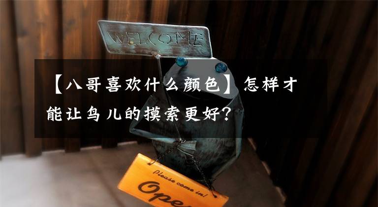 【八哥喜欢什么颜色】怎样才能让鸟儿的摸索更好？