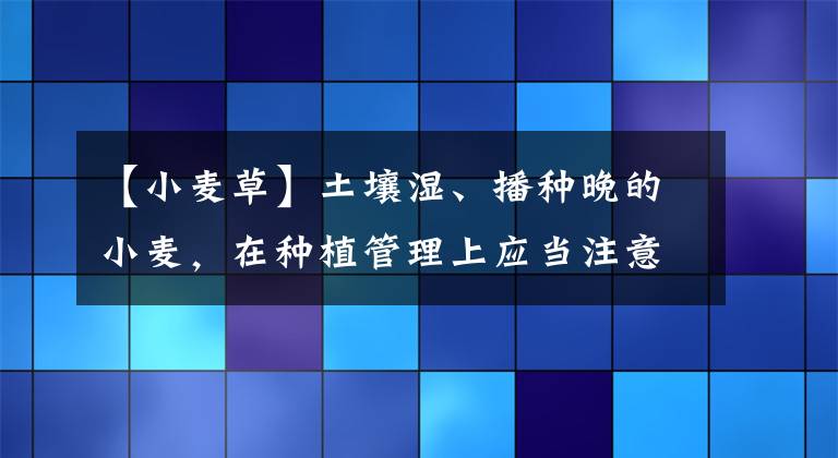 【小麦草】土壤湿、播种晚的小麦，在种植管理上应当注意哪些问题？