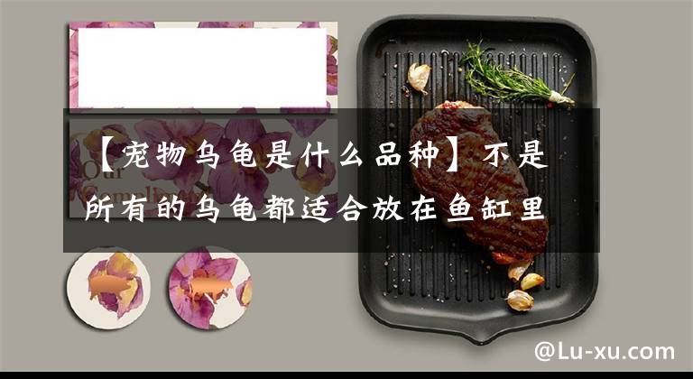 【宠物乌龟是什么品种】不是所有的乌龟都适合放在鱼缸里。你知道吗？8种宠物乌龟大混战文章配图