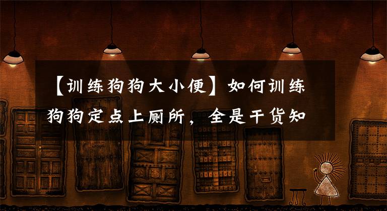 【训练狗狗大小便】如何训练狗狗定点上厕所，全是干货知识，简单容易上手