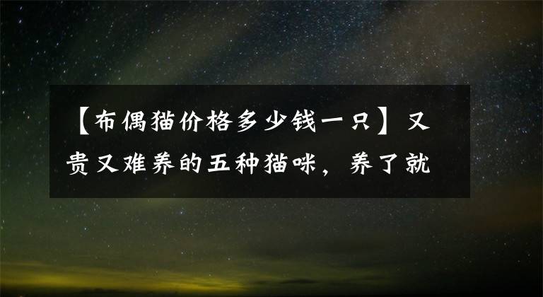 【布偶猫价格多少钱一只】又贵又难养的五种猫咪，养了就想把它送走，心累