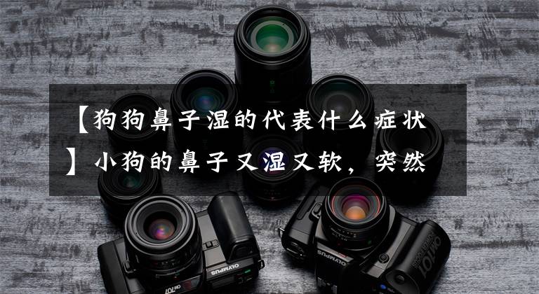 【狗狗鼻子湿的代表什么症状】小狗的鼻子又湿又软，突然变得干燥，所以可能要注意健康。文章配图
