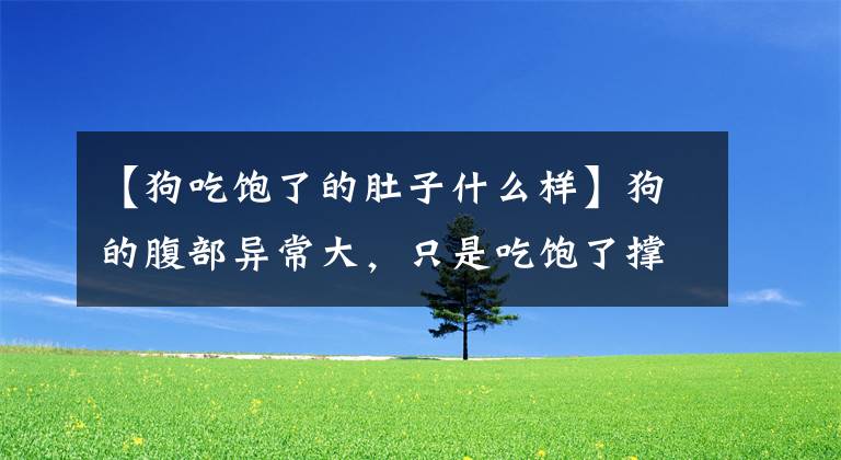 【狗吃饱了的肚子什么样】狗的腹部异常大，只是吃饱了撑着吗？需要注意的是，铲屎官可能是狗复仇。文章配图