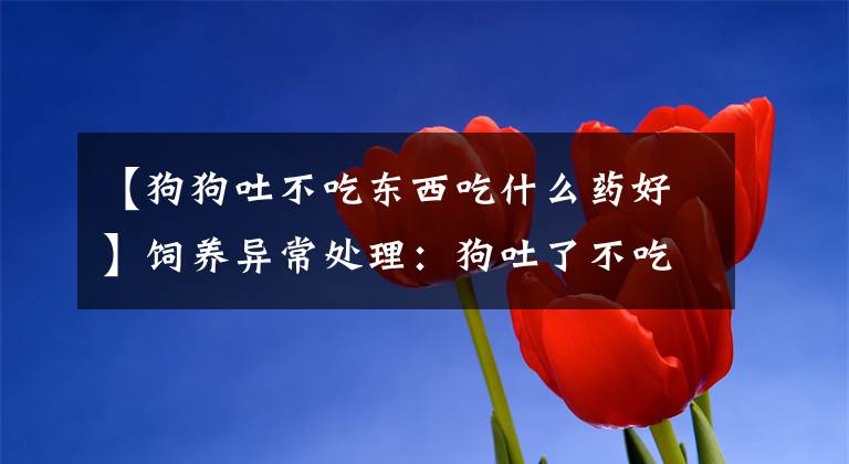 【狗狗吐不吃东西吃什么药好】饲养异常处理：狗吐了不吃饭怎么办？文章配图