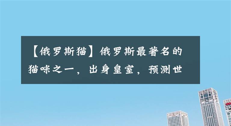 【俄罗斯猫】俄罗斯最著名的猫咪之一，出身皇室，预测世界杯胜负一战成名