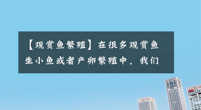 【观赏鱼繁殖】在很多观赏鱼生小鱼或者产卵繁殖中，我们要学会有舍有得！