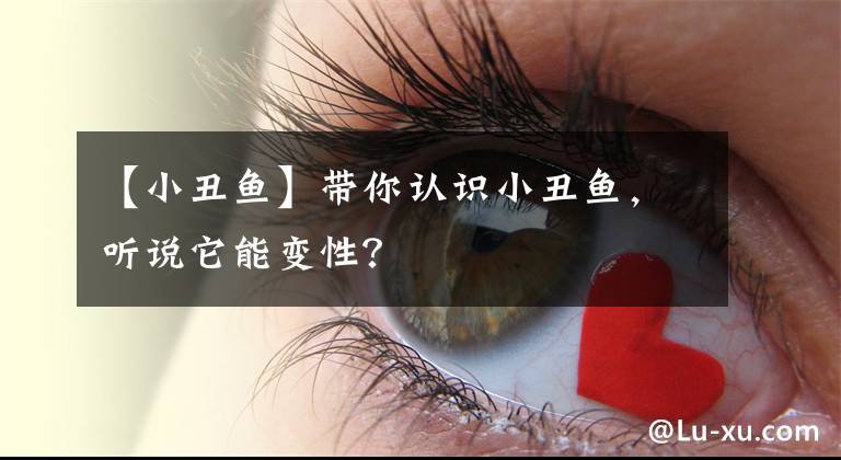 【小丑鱼】带你认识小丑鱼，听说它能变性？