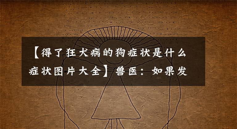 【得了狂犬病的狗症状是什么症状图片大全】兽医：如果发现小狗狂犬病的几个症状，请尽快远离文章配图