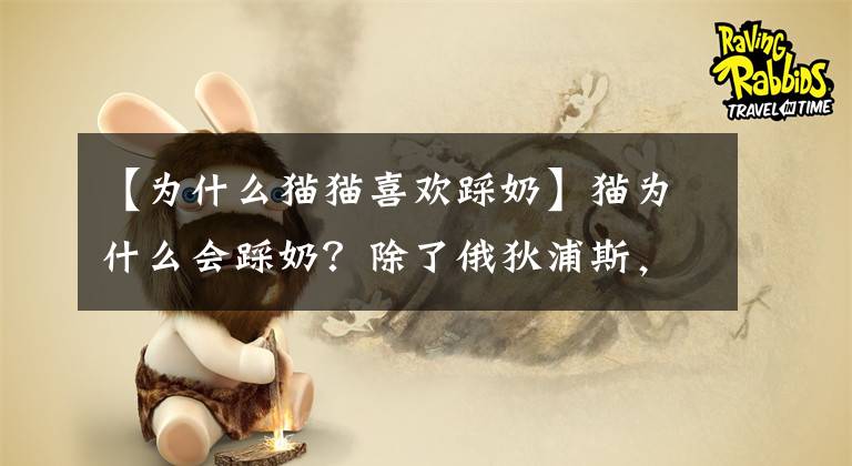 【为什么猫猫喜欢踩奶】猫为什么会踩奶？除了俄狄浦斯，还有这些原因。文章配图