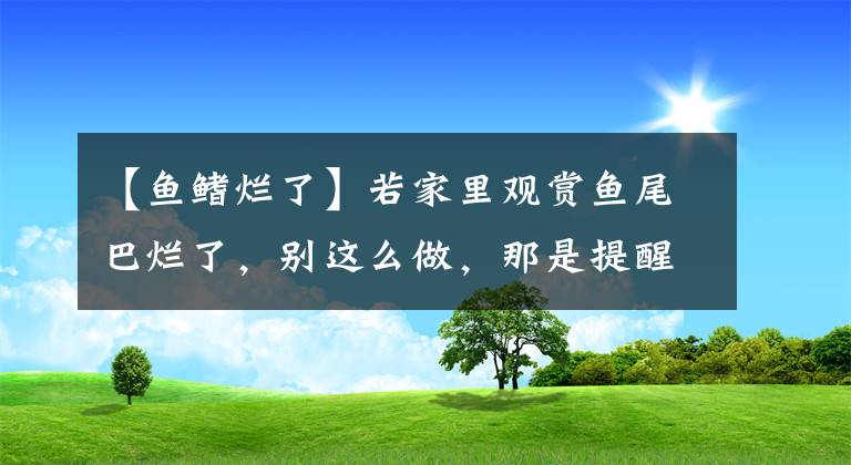 【鱼鳍烂了】若家里观赏鱼尾巴烂了，别这么做，那是提醒你鱼缸水质不行