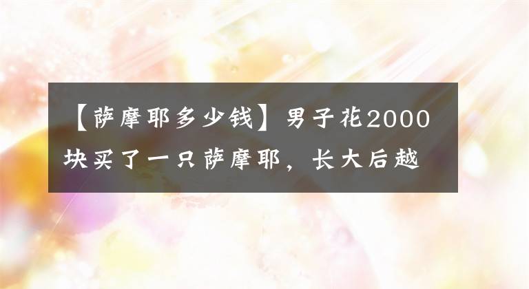 【萨摩耶多少钱】男子花2000块买了一只萨摩耶，长大后越看越不对