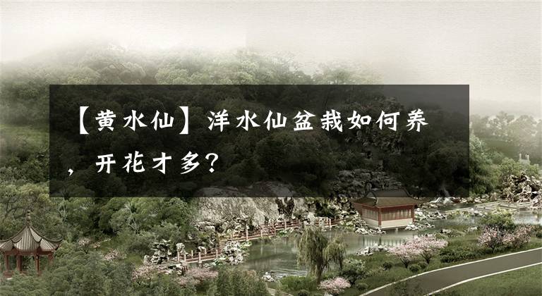 【黄水仙】洋水仙盆栽如何养，开花才多？