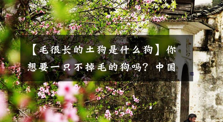 【毛很长的土狗是什么狗】你想要一只不掉毛的狗吗？中国官毛犬了解了一些，但不是国产的文章配图