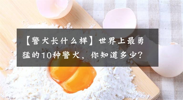 【警犬长什么样】世界上最勇猛的10种警犬，你知道多少？