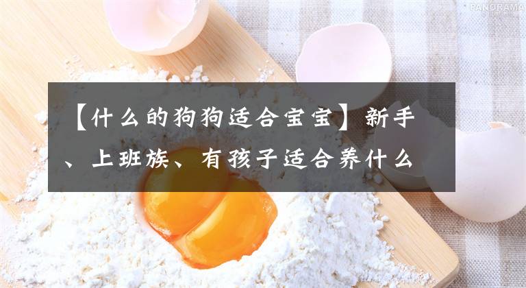 【什么的狗狗适合宝宝】新手、上班族、有孩子适合养什么狗？我不知道你能不能活下去文章配图