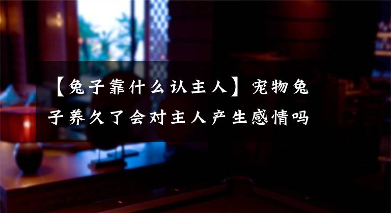 【兔子靠什么认主人】宠物兔子养久了会对主人产生感情吗？文章配图