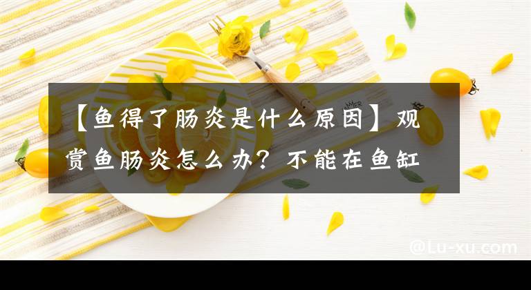 【鱼得了肠炎是什么原因】观赏鱼肠炎怎么办？不能在鱼缸里注射换水药，也不能进行病因治疗和预防战略