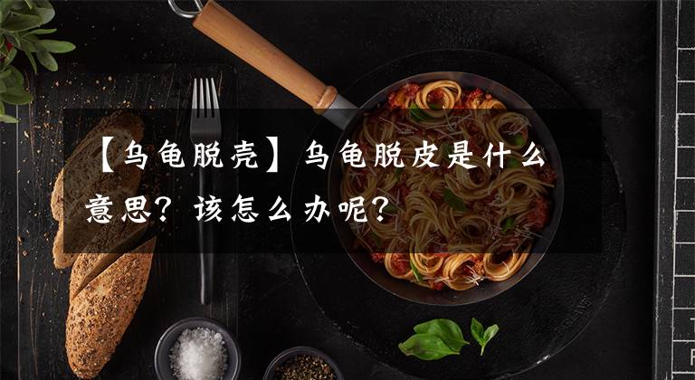 【乌龟脱壳】乌龟脱皮是什么意思？该怎么办呢？