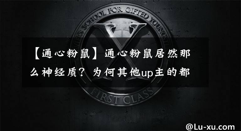 【通心粉鼠】通心粉鼠居然那么神经质？为何其他up主的都那么乖呢