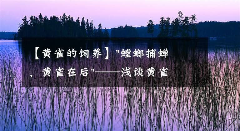 【黄雀的饲养】"螳螂捕蝉，黄雀在后"——浅谈黄雀小故事