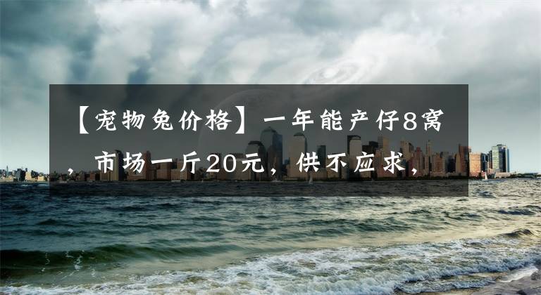 【宠物兔价格】一年能产仔8窝，市场一斤20元，供不应求，敢养的却不多！