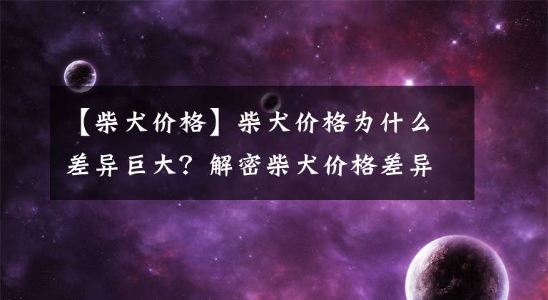 【柴犬价格】柴犬价格为什么差异巨大？解密柴犬价格差异原因